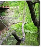 Springtime Pond With Turtles Abstracted Canvas Print