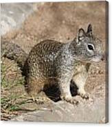 Squirrel - 2 Canvas Print