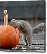 Squirrel Dining In Canvas Print