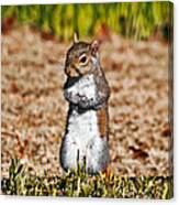 Squirrel Holding On To Goodies Canvas Print