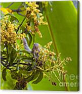 Squirrel In A Tree Canvas Print