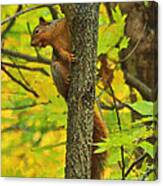 Squirrel In The Woods 2 Oil Canvas Print