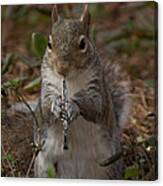 Squirrel With His Obo Canvas Print