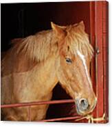 Stabled Canvas Print