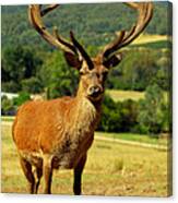 Stag Canvas Print