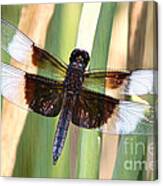 Stained Glass Dragonfly Canvas Print