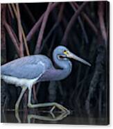 Stalking In The Mangroves Canvas Print
