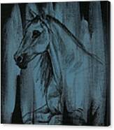 Stallion Canvas Print