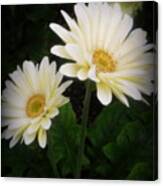 Stand By Me Gerber Daisy Canvas Print