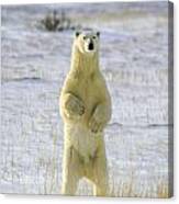 Standing Bear Canvas Print