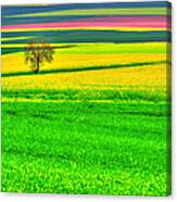 Standing Tall Among Colors Canvas Print