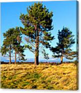 Standing Tall On The Fields Of Culloden Canvas Print