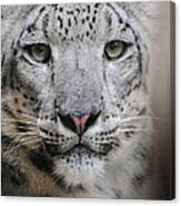 Stare Of The Snow Leopard Canvas Print