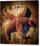 Starfish 2 Canvas Print