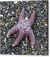 Starfish 2 Waiting For The Tide Square Format Canvas Print