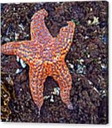 Starfish - Oregon Coastline Canvas Print