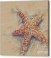 Starfish Study Canvas Print