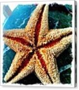 Starfish- Canvas Print