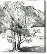 Graceful Smoketree Canvas Print