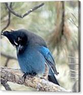 Steller's Jay Looking Down Canvas Print