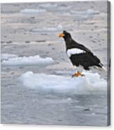 Stellers Sea Eagle On Ice Floe Hokkaido Canvas Print