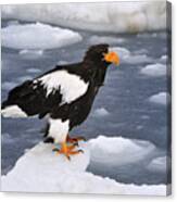 Stellers Sea Eagle On Ice Hokkaido Japan Canvas Print