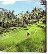 Steppe By Steppe - The Magnificent Rice Terraces Of Bali Canvas Print