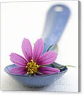 Still Life With Pink Flower On A Blue Spoon Canvas Print