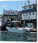 Stocking Up On Live Bait Canvas Print