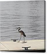 #stork Waiting On His #boat Canvas Print