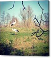 Storks In Vondelpark Are Celebrating Canvas Print