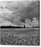 Storm Field - Canada Canvas Print