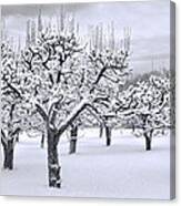 Stormy Snow Blossom Orchard Canvas Print