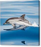 Striped Dolphin Canvas Print