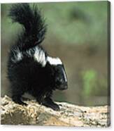 Striped Skunk Kit With Tail Raised Canvas Print