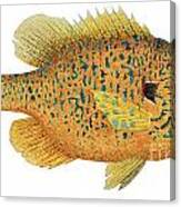 Study Of A Male Pumpkinseed Sunfish In Spawning Brilliance Canvas Print