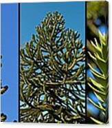 Study Of The Monkey Puzzle Tree Canvas Print