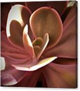 #succulent #crasula #garden #jade Canvas Print