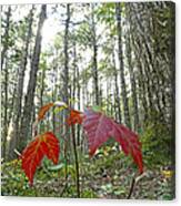 Sugar Maple In Old-growth Canadian Canvas Print