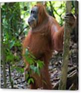 Sumatran Orangutan Canvas Print