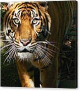 Sumatran Tiger Emerges Canvas Print