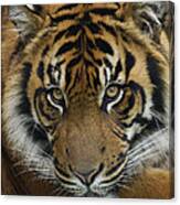 Sumatran Tiger Canvas Print