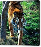 Sumatran Tiger Panthera Tigris Sumatrae Canvas Print