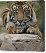 Sumatran Tiger Canvas Print