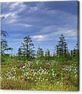 Summer At The Bog... Canvas Print