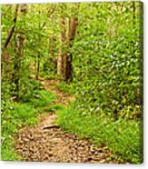 Summer Woods Lan 218 Canvas Print