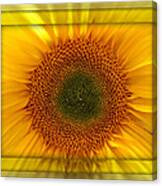 Sun Flower Dream Canvas Print