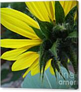 Sun Flower Canvas Print