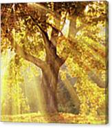Sun Rays Shining Through A Tree With Canvas Print