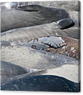 Sunbathing Elephant Seals Canvas Print